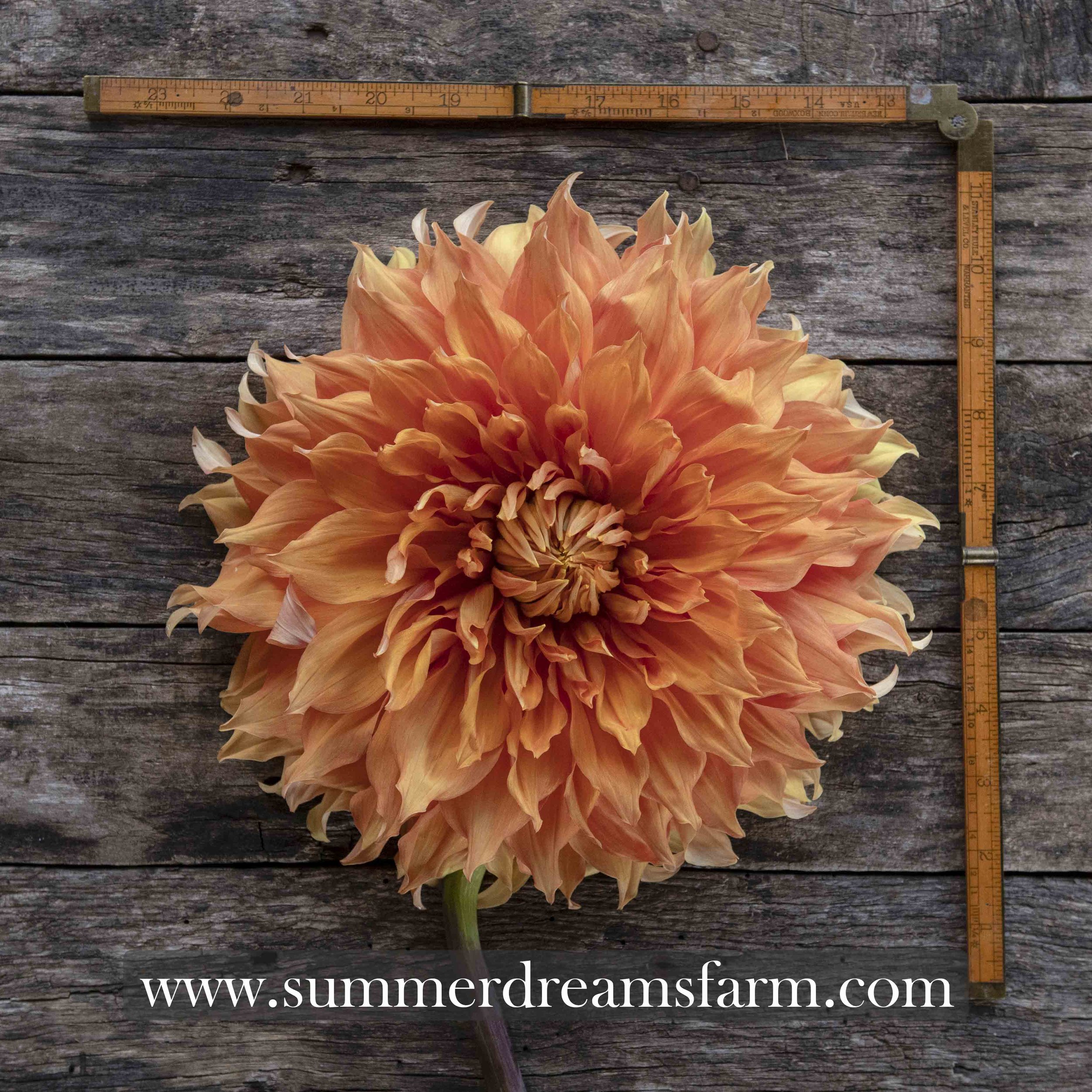 Orange Toned Dahlias — Dahlia | SummerDreamsFarm